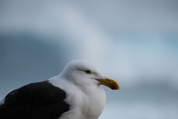 Kelp Gull in Tsitsikamma National Park: Majestic Seabird Portrait
