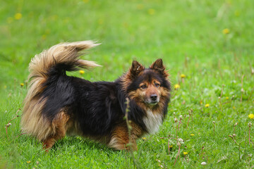 Mongrel dog of red color lies on its stomach on the grass, stretching its front paws forward. Spring