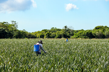 São João da Barra, RJ, Brazil, 07/16/2025 - Pineapple plantation in the interior of the...