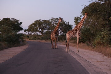 Majestic Giraffe Strolling in Kruger National Park's Savanna © Johandre