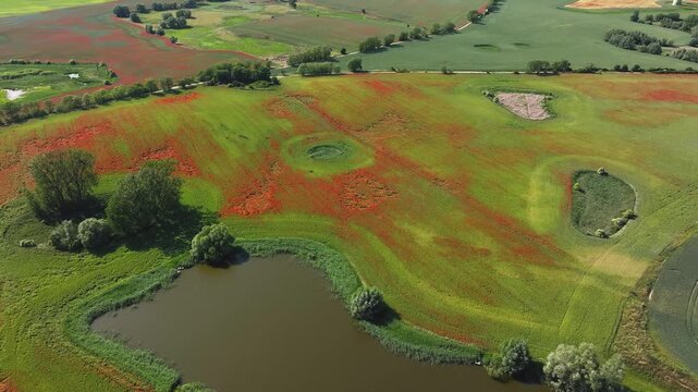 Aerial view of vibrant red poppy fields meeting lush green meadows and a tranquil pond under the summer sun, Brussow Uckermark, Brandenburg, Germany.