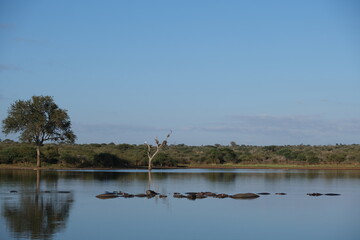 Majestic Hippopotamus in Kruger National Park Wetlands