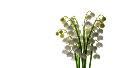 Obraz premium Lily of the valley flowers, isolated on transparent background