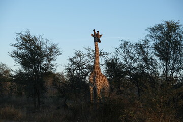 Majestic Giraffe in Kruger National Park Savanna © Johandre