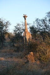 Majestic Giraffe in Kruger National Park's Wilderness © Johandre