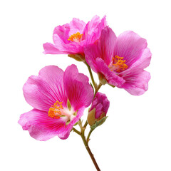 Obraz premium Close-up of three vibrant pink flowers