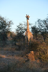 Majestic Giraffe in Kruger National Park's Wild Habitat © Johandre
