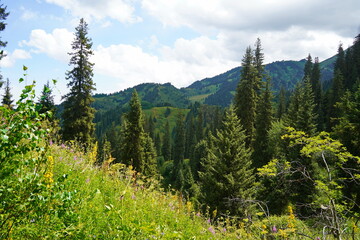 Fototapeta premium Ile-Alatau National Park. Mountainous area with different vegetation near Almaty. The Tian Shan Mountains.