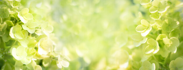Close-up of "Silver Dollar" Hydrangea in the garden. Flower background, macro shot.