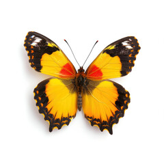 Obraz premium Close-up of a vibrant yellow butterfly with black and orange markings