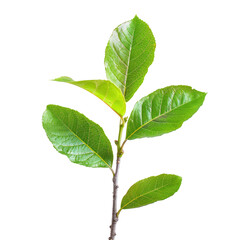 Close-up of vibrant green leaves and stem