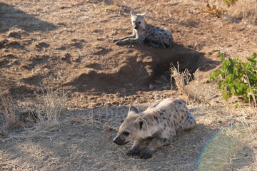 Fototapeta premium Spotted Hyena in Kruger National Park: Wildlife Safari Experience