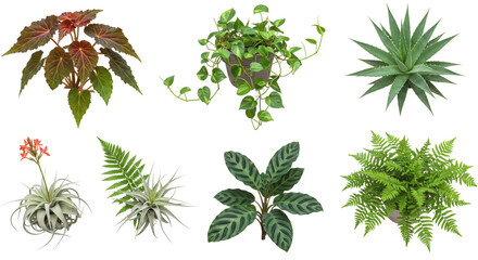 Photo of a diverse collection of lush plants, including ferns, succulents, and airplants, isolated on transparent background