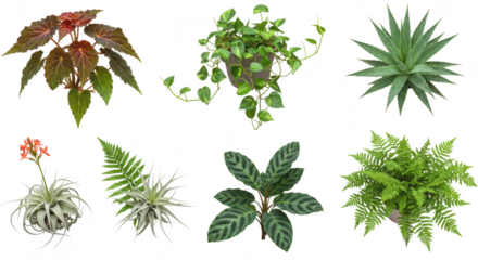 Photo of a diverse collection of lush plants, including ferns, succulents, and airplants, isolated on transparent background