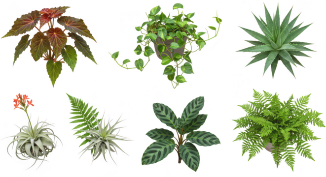 Photo of a diverse collection of lush plants, including ferns, succulents, and airplants, isolated on transparent background