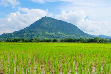 Fototapeta premium Green rainforest, mountain, nature with fresh rice paddy fields and terraces in Laos 