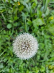 Uma bela flor de dente de leão em seu esplendor, com suas delicadas sementes branca formando uma esfera macia.