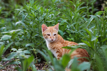 an orange tabby cat hiding calmly among fresh green plants in a natural environment
