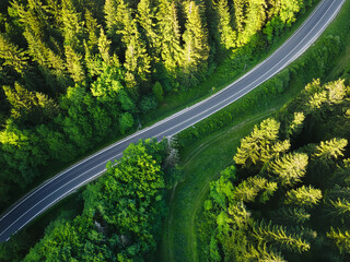 Drone shot of a forest road meandering through lush trees, bathed in golden hour sunlight and natural shadows.
