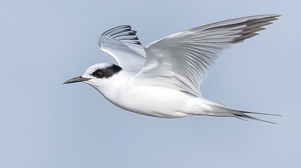 Midday telephoto shot of solitary bird in pale blue sky, wings extended diagonally, clean and minimal with soft atmospheric clarity and wide open space