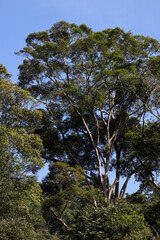 a tall tree with wide green branches against clear blue day time sky background
