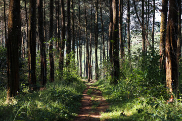 dirt path cutting through a dense pine forest with natural  green vegetation in west java, indonesia.