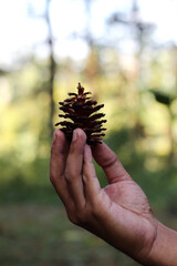 a hand holding brown pine cone with blurred natural green forest background outdoors.
