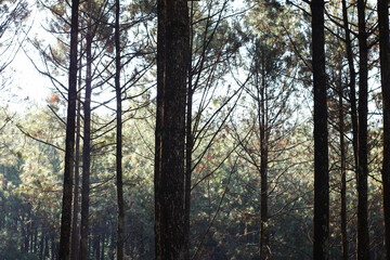 peaceful pine forest with tall tree trunks in a natural setting, west java, indonesia.