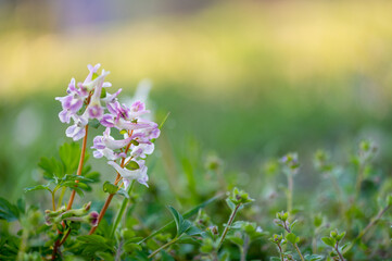 Early blooming Corydalis in soft morning light