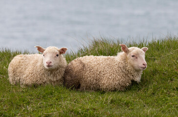 Icelandic lambs lying on the green grass with the ocean in the backgroundt, Borgarfj&ouml;r&eth;ur, eystri, East Iceland