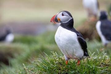 Fototapeta premium portait of a puffin standing next to its nesting burrow, Borgarfjörður, eystri, East Iceland