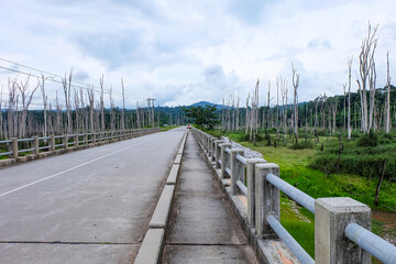 Standing dead trees and dead forest due to flooding at Nakai plateau reservoir, Namthuen 2 dam and hydropower construction, Laos 
