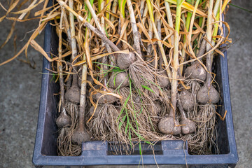 Garlic harvest in a storage box, close-up