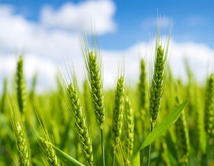 Green wheat field under a partly cloudy sky