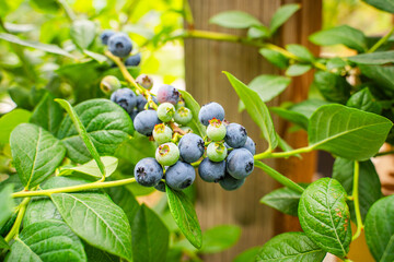 Fototapeta premium Ripe blueberries hanging on a branch, close-up