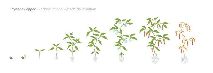 Growth stages of cayenne pepper from seed to harvest
