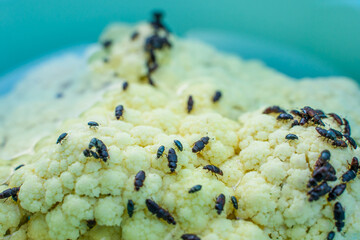 Cauliflower with beetle pests close up. Cauliflower inflorescence and a lot of black beetles...
