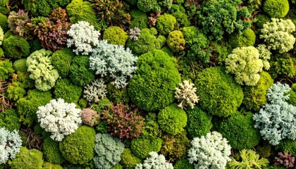 Detailed Top-Down View of Earthy Green Lichen and Moss Texture Showing Natural Growth