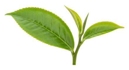 Isolated Green Tea Leaves Twig