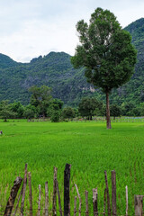 Fresh green rice paddies and rice fields in the south of Laos, with the background of a foggy cloudy mountain, Khammuane Province, Laos   