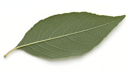 Obraz premium Top-down image of single green leaf lying flat on minimal white surface, mirrorless camera capturing delicate veins and soft shadow from side window light