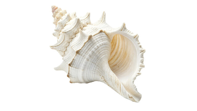 exotic horned white sea shell isolated on transparent background