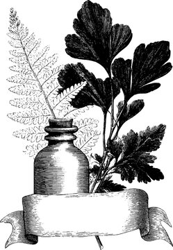 Vintage engraved illustration of scroll banner with bilo and botanical elements for retro design