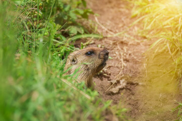 A groundhog in a grassy field under warm sunlight, showcasing its natural