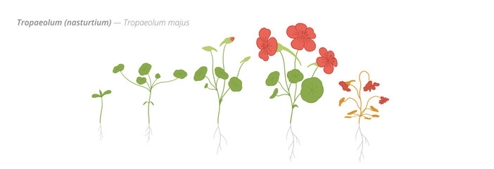 Growth stages of nasturtium illustrated for gardeners
