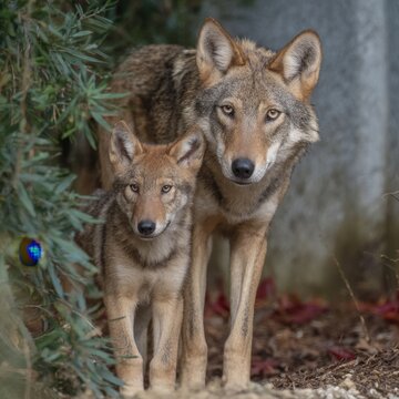 Captivating red wolf mother and cub portrait displaying wild animal behavior in a natural environment perfect for educational or conservation photography.