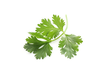 Fresh cilantro sprig isolated on white. Aromatic condiment