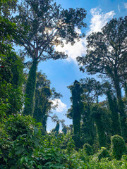 Canopy Walk, zipline and biking in the tropical rainforest jungle, La Foret in Laos