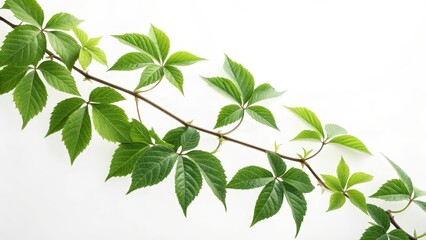 Vibrant Green Vine Branch Composition of Lush Foliage Against White, Nature Photography, Botanical Illustration, Spring Greenery vine, leaf