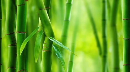 Vibrant Green Bamboo Forest: Close-Up View of Serene Nature and Tranquility, Perfect for Wellness and Eco-Friendly Concepts and Calm Meditative Retreats